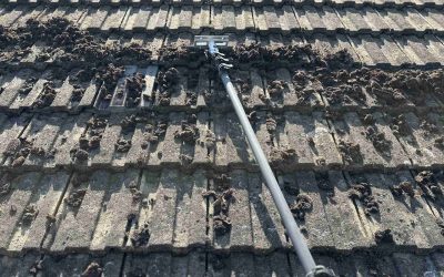 Moss being manually scraped from roof tiles in Bury St Edmunds