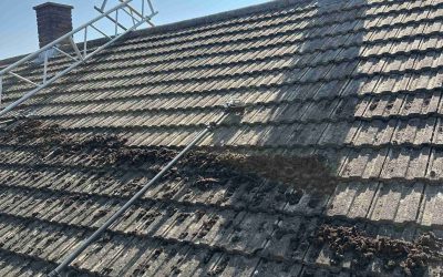 Loose moss being removed and collected during roof cleaning in Cambridge